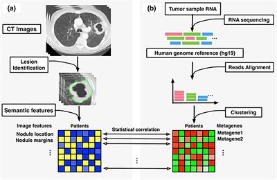 Radiomics-Guided Precision Medicine Approaches for Colorectal Cancer